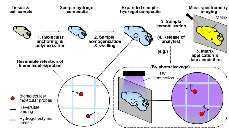 Gel-assisted mass spectrometry imaging GAMSI workflow for sub-micrometer spatial resolution in lipidomics and metabolomics